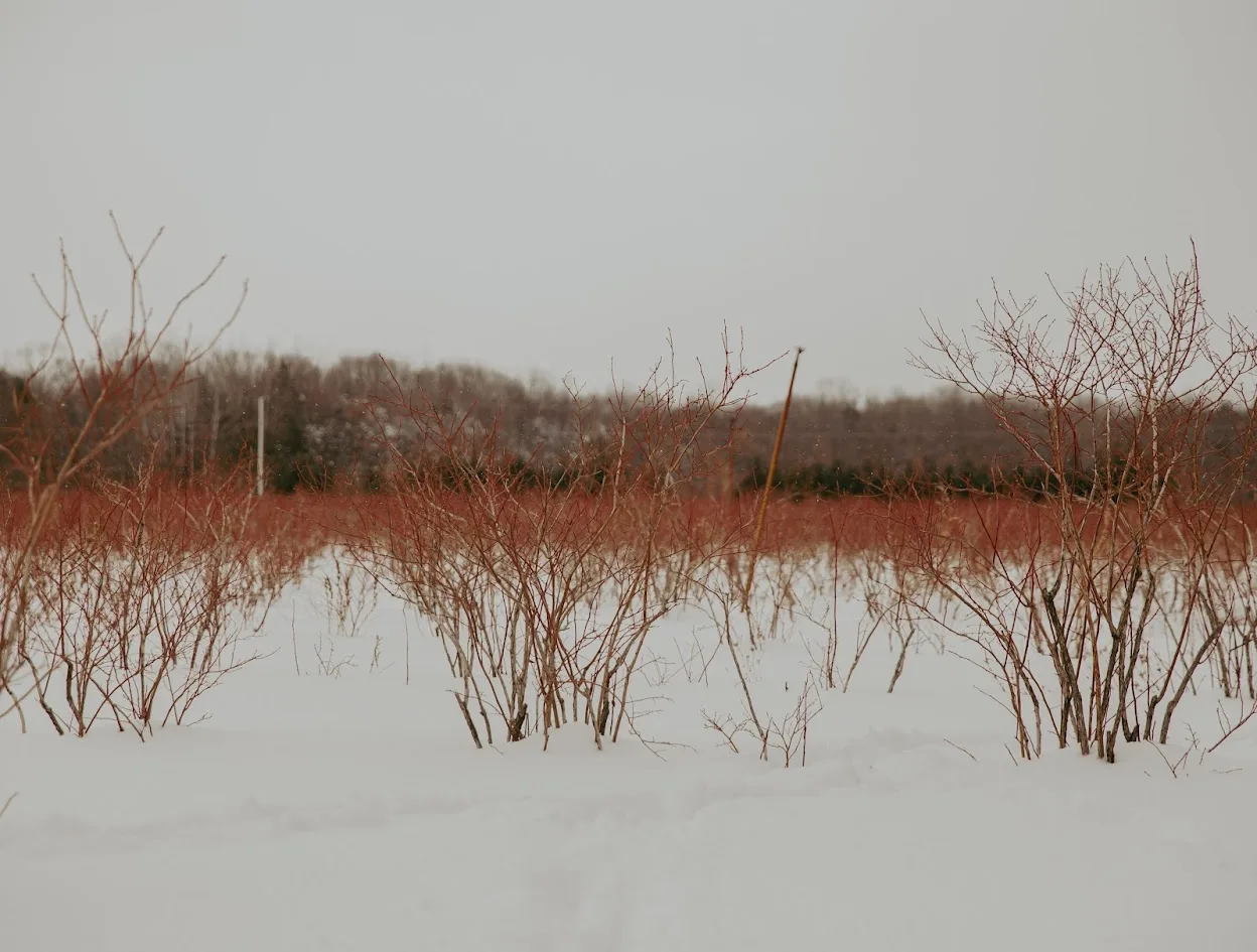 Blueberry bushes in the field in snow